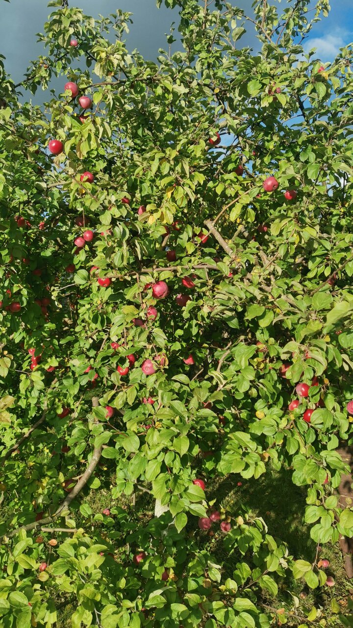 Гостиница Три клена Великий Новгород-30